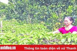 Hiệu quả từ mô hình trồng hoa thiên lý trên đất vườn tạp