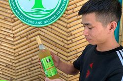 Cây mật nhân trên vùng Chiến khu Đ
