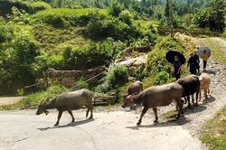 Trên 73% số hộ có chuồng nuôi đảm bảo phòng, chống rét cho gia súc