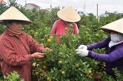 Quất Cẩm Hà bội thu vụ Tết