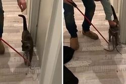 Ngỡ mèo đeo cà vạt, lại gần xem tái mặt vì thứ đáng sợ...