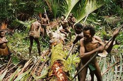 Bộ tộc nào ở Indonesia từng có tục săn đầu người và ăn thịt người?