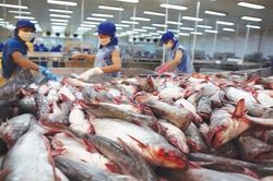 Giá thấp, doanh nghiệp không mặn mà xuất khẩu cá tra sang Colombia
