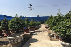 Cây mai 900 triệu đồng của ông chủ ở Sài Gòn