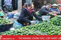 Giá chanh trái vụ tăng cao, giá cam 'rớt hạng'!