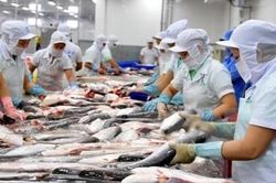 Lý do cá tra chưa được tiêu dùng phổ biến tại thị trường nội địa