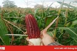 Khởi nghiệp từ bắp nữ hoàng đỏ