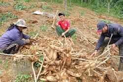 Giá sắn giảm nhưng hiệu quả kinh tế vẫn cao