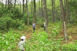 Hơn 100 hộ gia đình ở xã Vĩnh Ô tham gia nhận khoán bảo vệ rừng