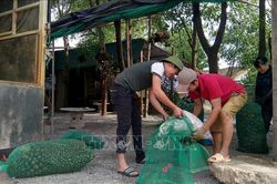 Khuyến cáo người dân không nuôi ốc bươu vàng