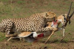 Cách báo hoa mai tạo bẫy săn mồi hiệu quả