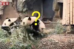Xem gấu trúc leo cây nhanh như tên lửa khi có động đất