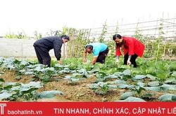 Vựa rau nổi tiếng Hà Tĩnh sẵn sàng phục vụ Tết