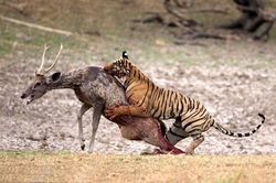 'Nổi da gà' khoảnh khắc săn giết đẫm máu của hổ vằn