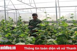 Mô hình trồng dưa cao sản tại thị trấn Yên Cát cho thu nhập tới 1 tỷ đồng