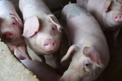 'Sốt' giá thịt lợn đẩy lạm phát Trung Quốc lên đỉnh 8 năm