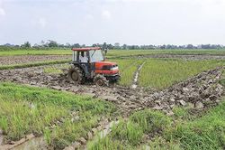 Chủ động triển khai sản xuất vụ đông xuân