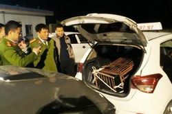 Bắt quả tang tài xế taxi chở gấu đi tiêu thụ