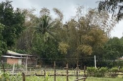 Người dân không đồng tình kết quả quan trắc về cây chết quanh dự án Hòa Phát - Dung Quất