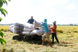 Doanh nghiệp lúa gạo thiếu trầm trọng vốn, nguồn nhân lực chất lượng
