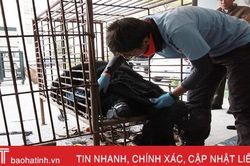 Con gấu ngựa nặng 140 kg Công an Hà Tĩnh phát hiện trong taxi được xử lý thế nào?