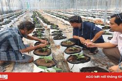 Ứng dụng công nghệ cao trong sản xuất nông nghiệp ở Long Xuyên