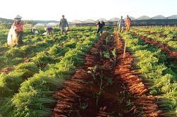 Đa dạng liên kết để phát triển