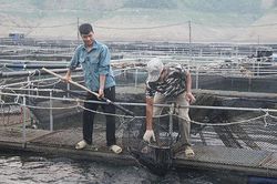 Mường La: Sản lượng cá lồng đạt gần 320 tấn