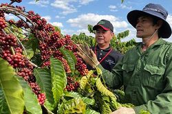 Tăng cường liên kết chuỗi, gia tăng giá trị cho hạt cà phê Việt Nam