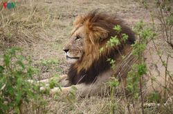 Du lịch Kenya Đi xem sư tử săn mồi