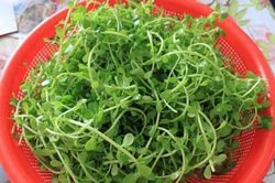 Ăn rau đắng có ảnh hưởng đến thai nhi không?