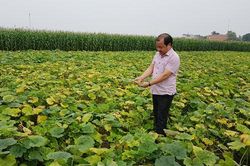 Hà Nội: Hiệu quả từ trồng bí ngô bao tử