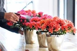 Những loại cây trồng trong nhà 'đỉnh' nhất hút tài lộc gọi may mắn