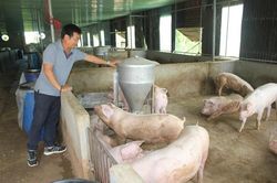 Vui buồn nuôi heo vụ tết