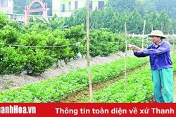 Làng hoa, cây cảnh chuẩn bị vào tết