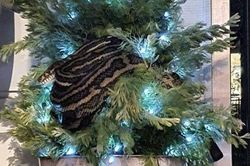 Thất kinh phát hiện trăn dài 3m quấn quanh cây thông Noel
