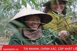 Làng đào ở Hà Tĩnh tất bật chuẩn bị phục vụ Tết Nguyên đán
