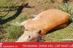 Táo tợn trộm bò rồi xẻ thịt trong đêm