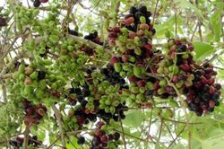 'Nhặt' tiền từ loại quả dại ai hái cũng được ở vùng Bảy Núi