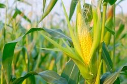 Mỹ: Nông dân trồng ngô thất bát do công nghiệp ethanol suy giảm