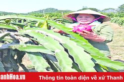 Nguyễn Thị Dung – 'Nông dân Việt Nam xuất sắc năm 2019'