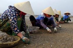 Huyện Quảng Xương (Thanh Hóa): Gần Tết, dân lao đao vì ngao chết trắng
