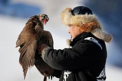 Đi săn cùng đại bàng vàng trên lưng ngựa ở Kazakhstan