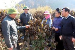 Cảnh báo cháy rừng ở nhiều tỉnh phía bắc