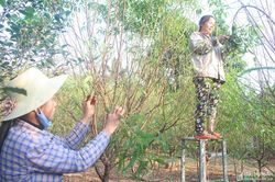 Thời tiết nắng ấm, người trồng đào Nghệ An lo thất thu