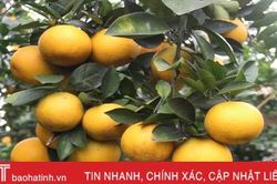 Các vựa cam 'có tiếng' Hà Tĩnh nô nức chuẩn bị khai hội
