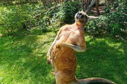 Kangaroo hung hăng đuổi giết bà lão, gây thương tích nặng