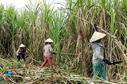 Ngành Mía đường Việt Nam chống 'bão ATIGA' bằng cách nào?