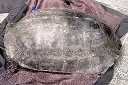 Người đàn ông bắt rùa nặng hơn 10kg ở hồ Gươm