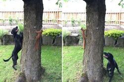 Ngộ nghĩnh cảnh chó chơi đuổi bắt với sóc